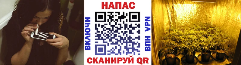 Шишки марихуана VHQ  где купить наркоту  Челябинск 